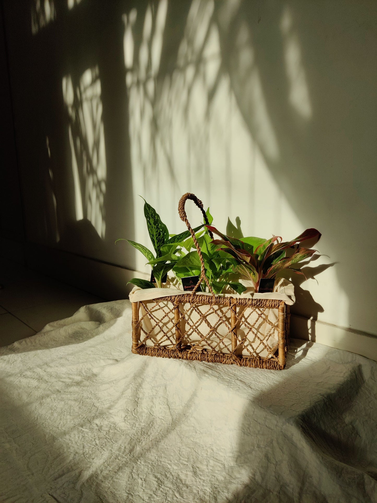 Cane and Water Hyacinth Knotty Basket with Handle