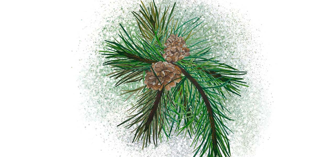 Exploring Pine